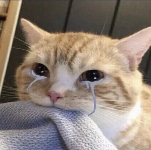 46 Ảnh Avatar Mèo Khóc thút thít khóc thầm lặng lẽ tâm trạng sâu lắng